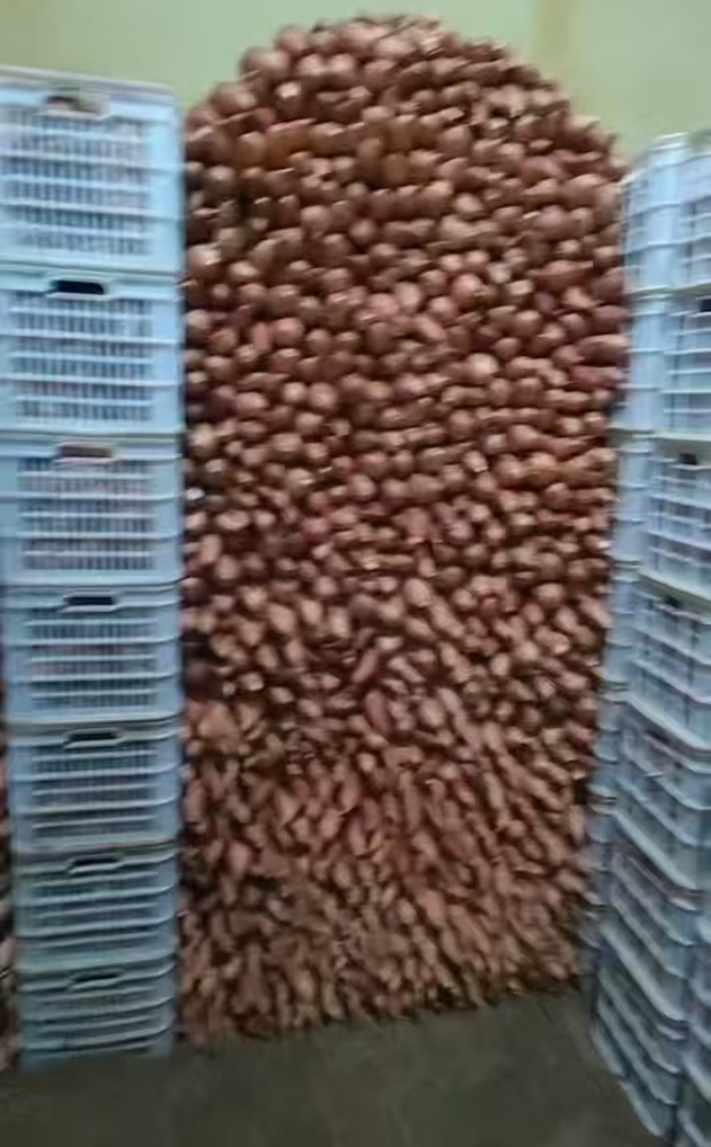 通辽货库存西瓜红大量上市品相好口感佳欢迎联系下单