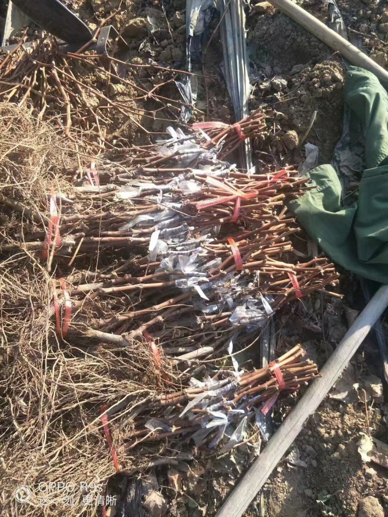 【蓝宝石葡萄苗】产地直发货源成活率高免费技术指导欢迎致电