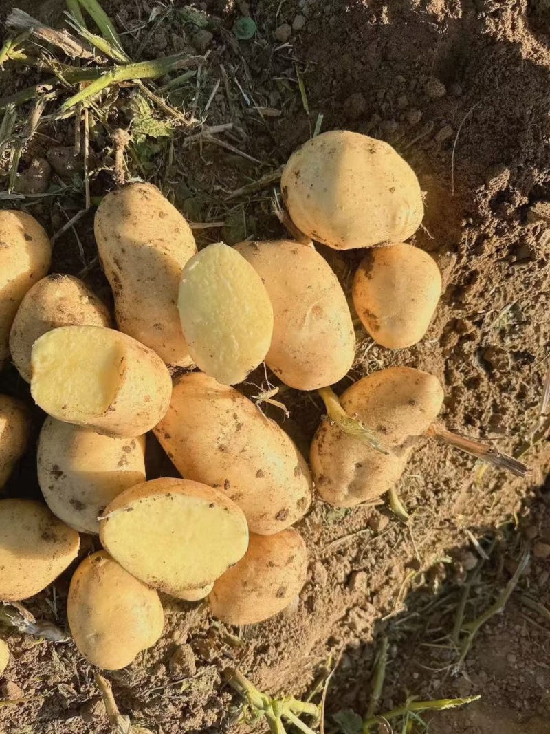 黄心土豆精品土豆产地直发品质保障量大优惠对接全国