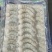 【精品】真空虾仁源头工厂品质保证价格美丽