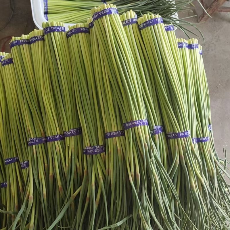 蒜薹开封蒜薹大量供应品质保证对接全国市场电商