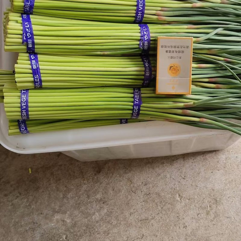 蒜薹开封蒜薹大量供应品质保证对接全国市场电商