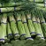 蒜薹开封蒜薹大量供应品质保证对接全国市场电商