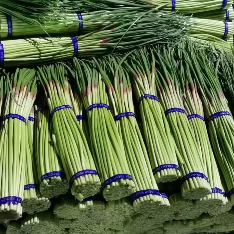 蒜薹开封蒜薹大量供应品质保证对接全国市场电商