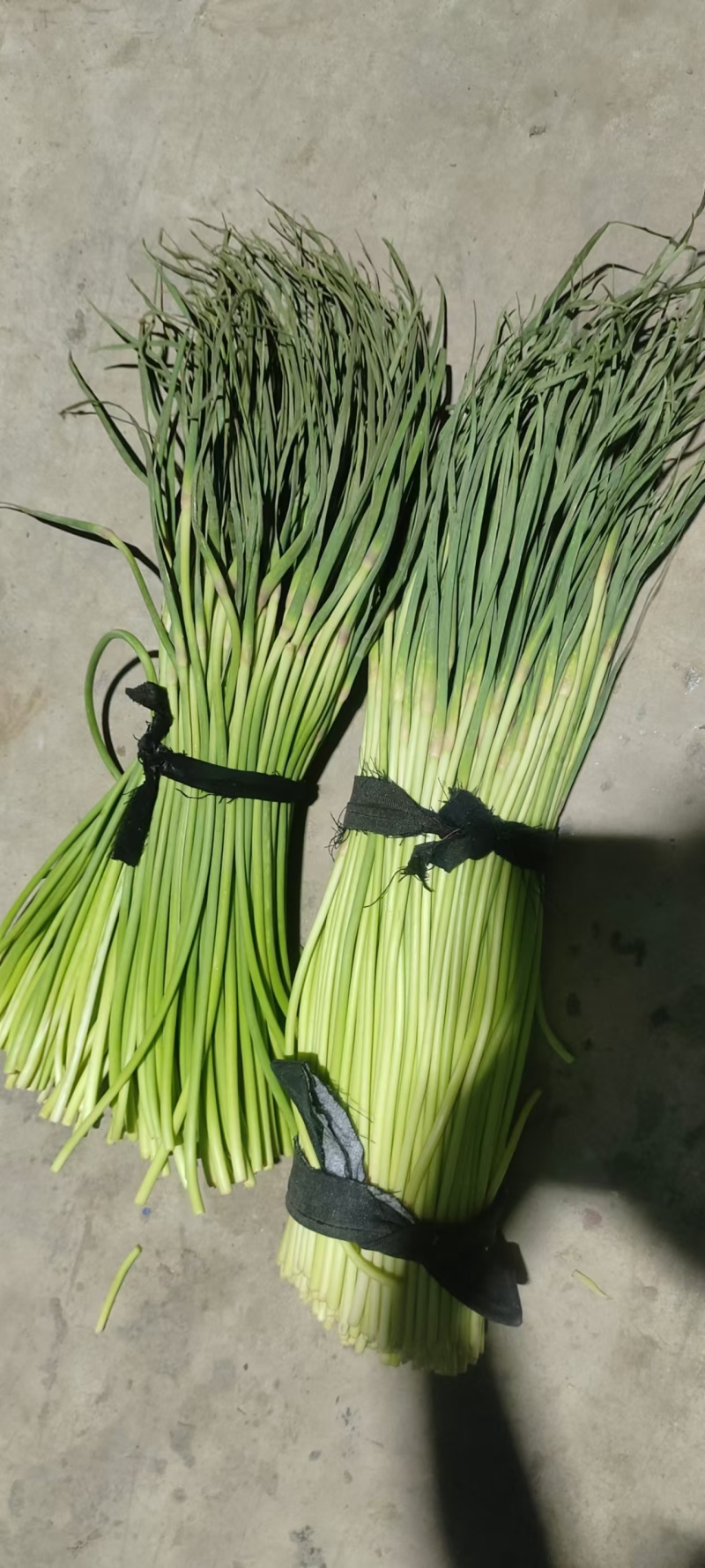 蒜薹开封蒜薹大量供应品质保证对接全国市场电商