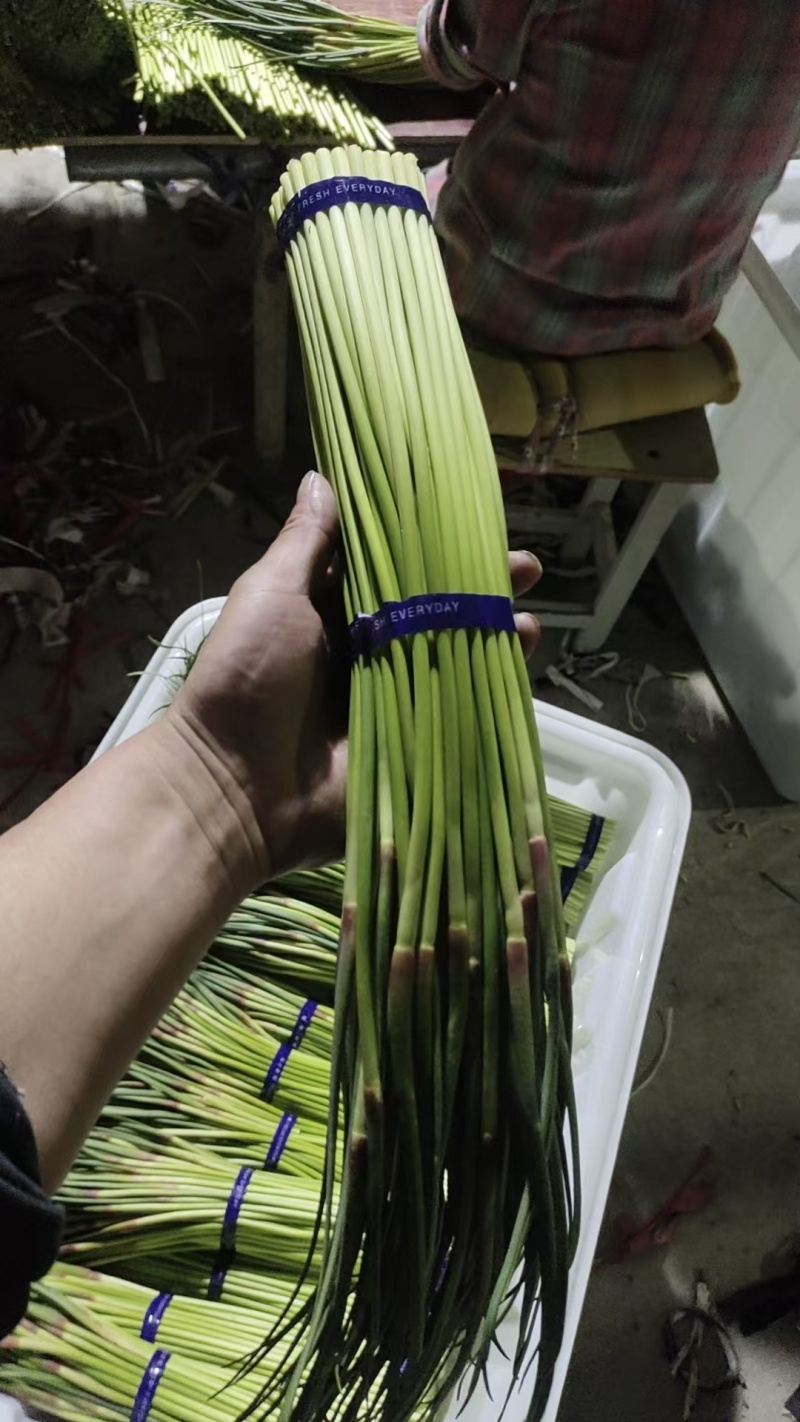 蒜薹开封蒜薹大量供应品质保证对接全国市场电商