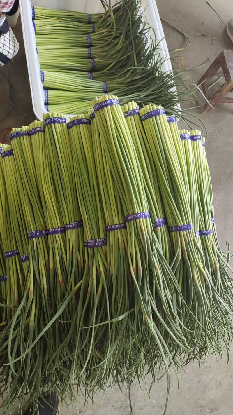 蒜薹开封蒜薹大量供应品质保证对接全国市场电商