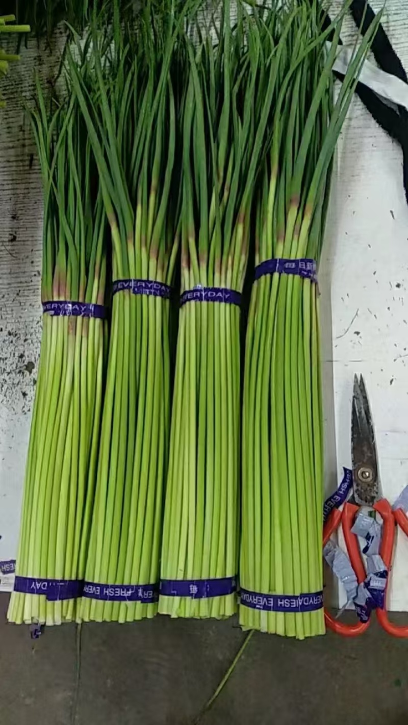 蒜薹开封蒜薹大量供应品质保证对接全国市场电商