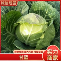 洋白菜圆包中甘甘蓝一手货源量大从优可视频看货