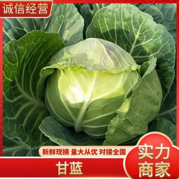 洋白菜圆包中甘甘蓝一手货源量大从优可视频看货
