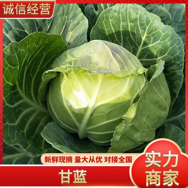 洋白菜圆包中甘甘蓝一手货源量大从优可视频看货