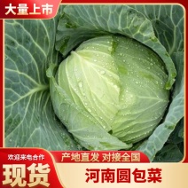 精品甘蓝大量上市，产地货源，全国发货，品种齐全，诚信经营