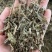 车前草干货切断现货质量保证
