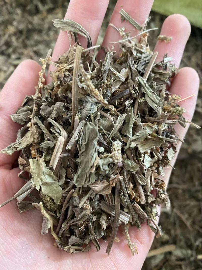 车前草干货切断现货质量保证