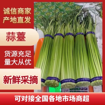 蒜薹开封蒜薹大量供应品质保证对接全国市场电商