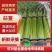 蒜薹开封蒜薹大量供应品质保证对接全国市场电商