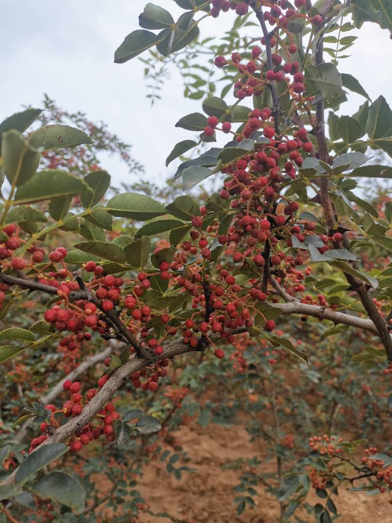 红花椒大量发货中对接大各批发商或者商超欢迎联系