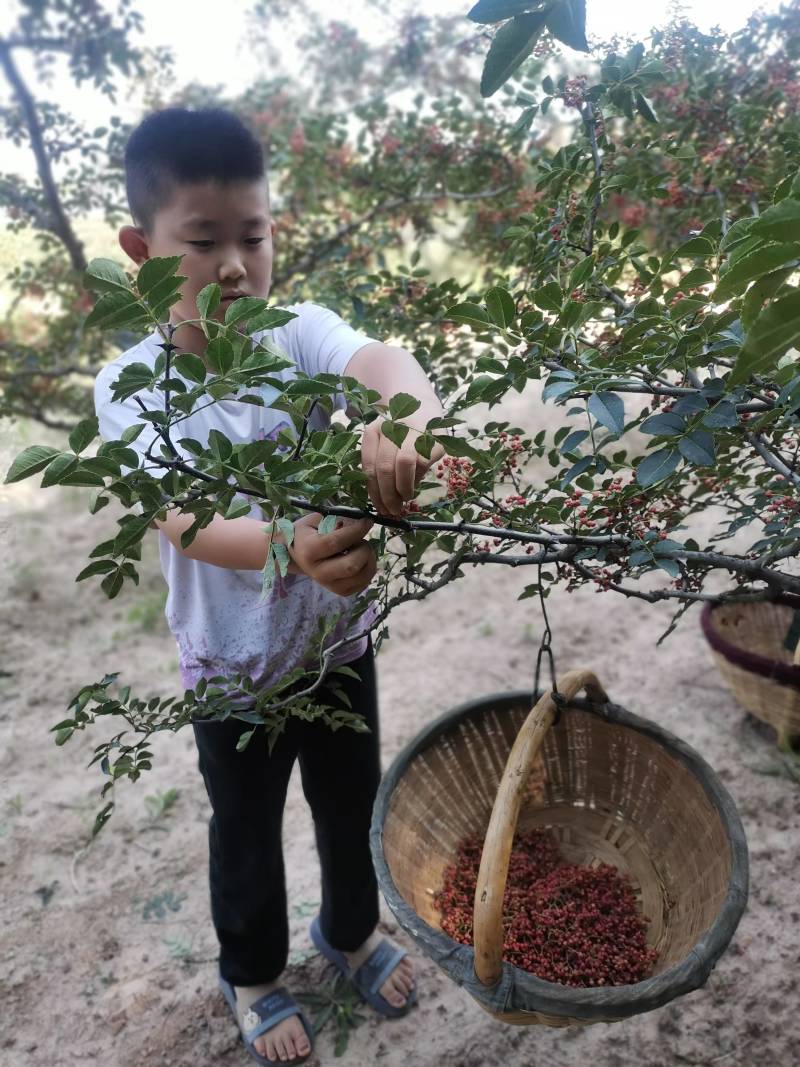 红花椒大量发货中对接大各批发商或者商超欢迎联系