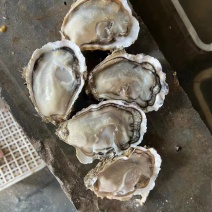 精品乳山生蚝，蚝型漂亮，肥度精品，货源稳定，欢迎合作
