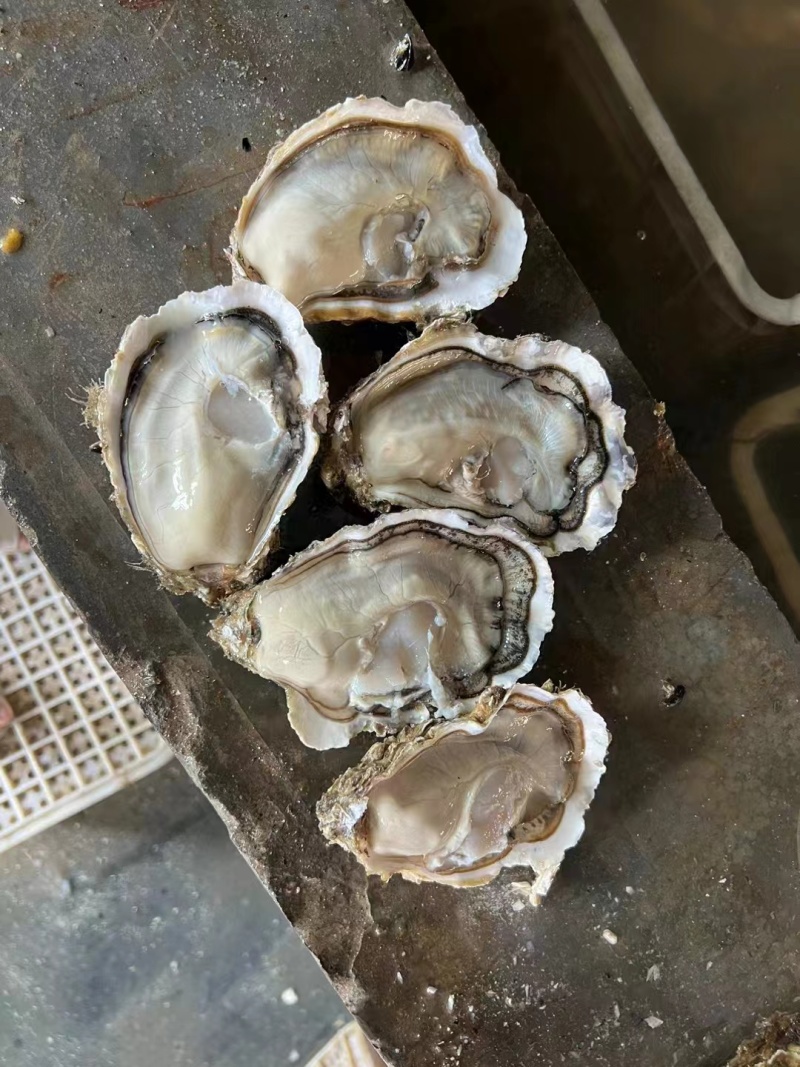 精品乳山生蚝，蚝型漂亮，肥度精品，货源稳定，欢迎合作