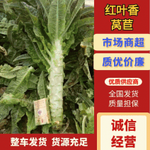 山东省郯城县红尖叶香莴苣，大量上市保质保量