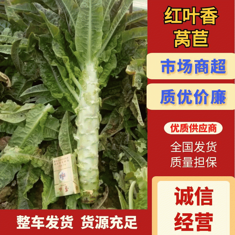 山东省郯城县红尖叶香莴苣，大量上市保质保量