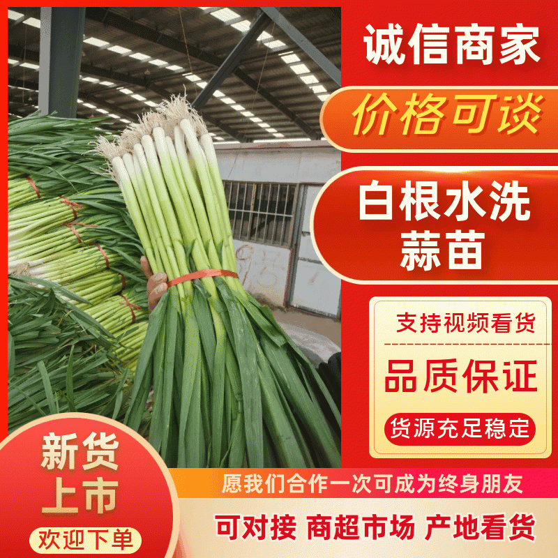山东省临沂市郯城县红花镇水洗白根蒜苗产地直发