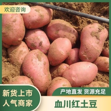 血川红土豆红皮土豆内蒙古土豆产地直发品质保障