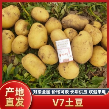 v7土豆土豆产地一手货源高品质价格低量大优惠