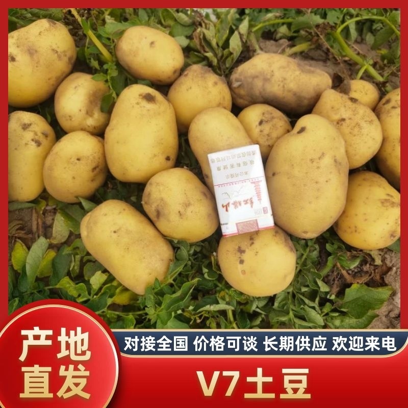 v7土豆土豆产地一手货源高品质价格低量大优惠
