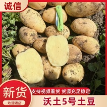 沃土5号精品土豆万亩基地直发品质保障对接全国