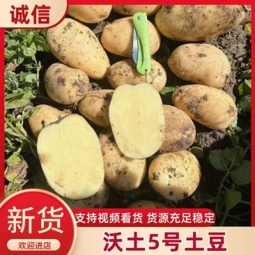 沃土5号精品土豆万亩基地直发品质保障对接全国