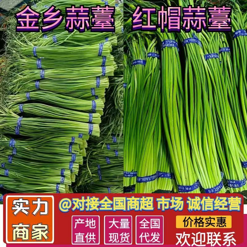 蒜薹红帽蒜薹金乡蒜薹货源充足价格实惠实力代发全国