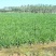 【现割现卖】韭菜量大发货全国发货质量保证欢迎来电
