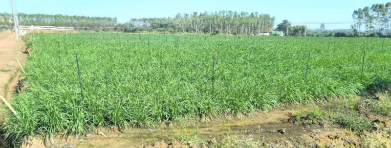 【产地发货】韭菜量大发货全国发货质量保证欢迎来电