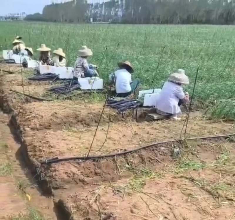 【产地发货】韭菜量大发货全国发货质量保证欢迎来电