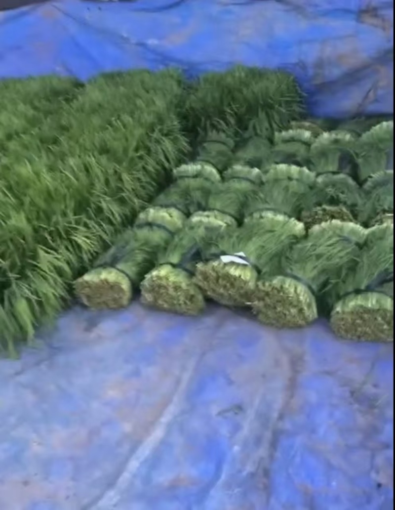 【产地发货】韭菜量大发货全国发货质量保证欢迎来电