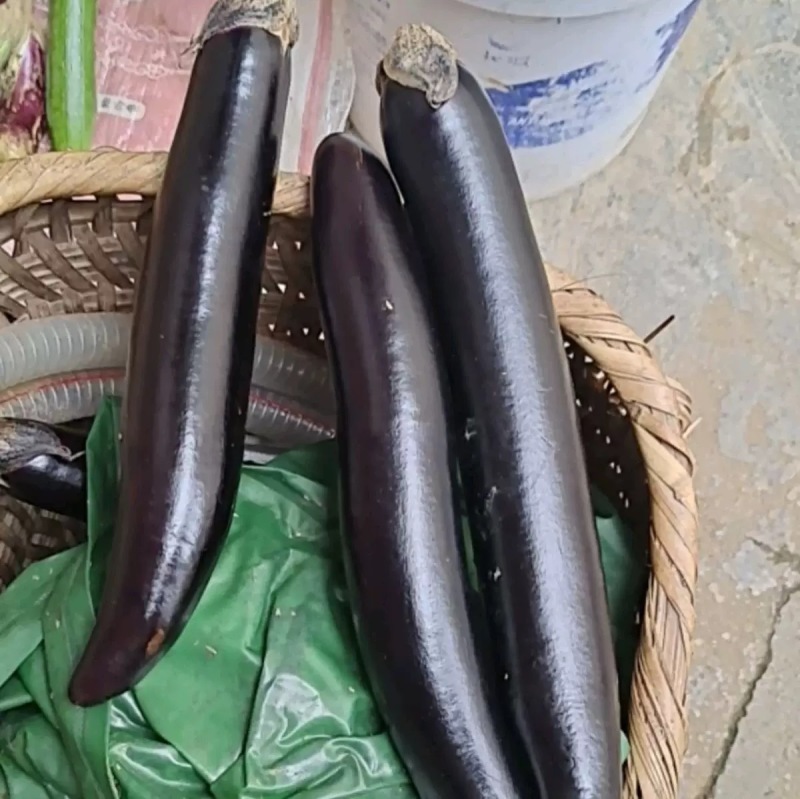 黑霸早茄种子果皮深紫果肉淡绿头尾匀称顺直抗病耐高温