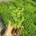 芹菜苗优质芹菜苗基地直发提供技术全国发货欢迎咨询