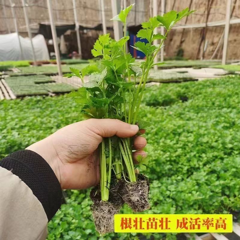 芹菜苗优质芹菜苗基地直发提供技术全国发货欢迎咨询
