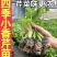 芹菜苗优质芹菜苗基地直发提供技术全国发货欢迎咨询