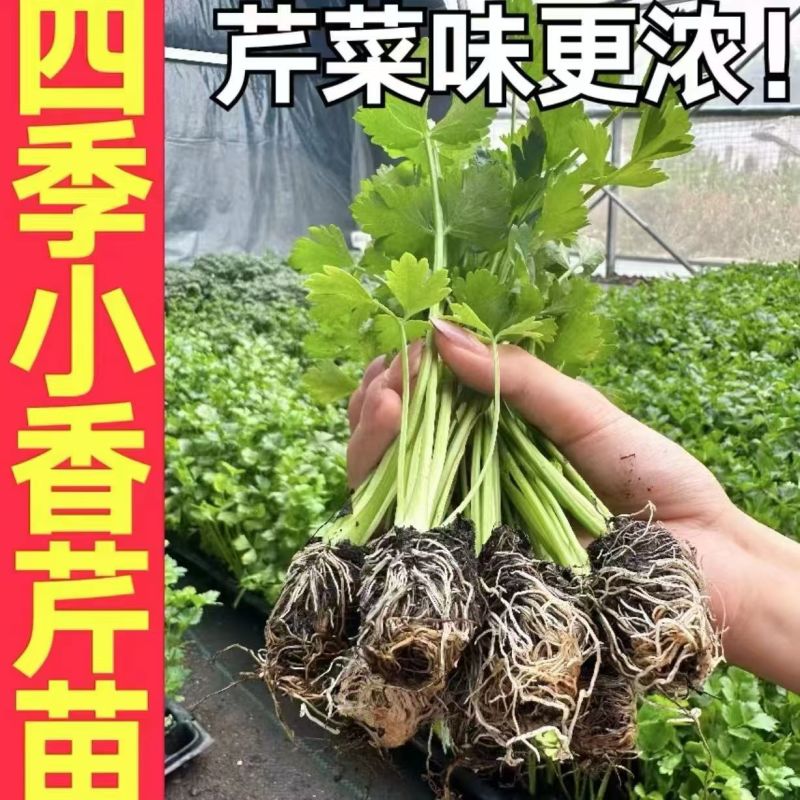 芹菜苗优质芹菜苗基地直发提供技术全国发货欢迎咨询