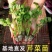 芹菜苗优质芹菜苗基地直发提供技术全国发货欢迎咨询