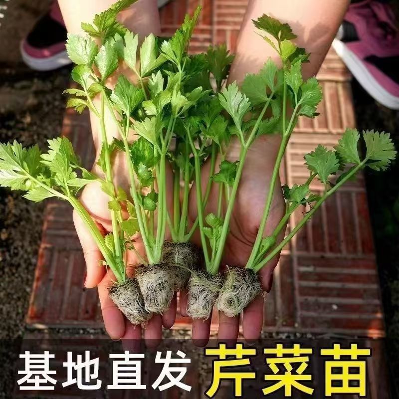 芹菜苗优质芹菜苗基地直发提供技术全国发货欢迎咨询