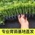 芹菜苗优质芹菜苗基地直发提供技术全国发货欢迎咨询
