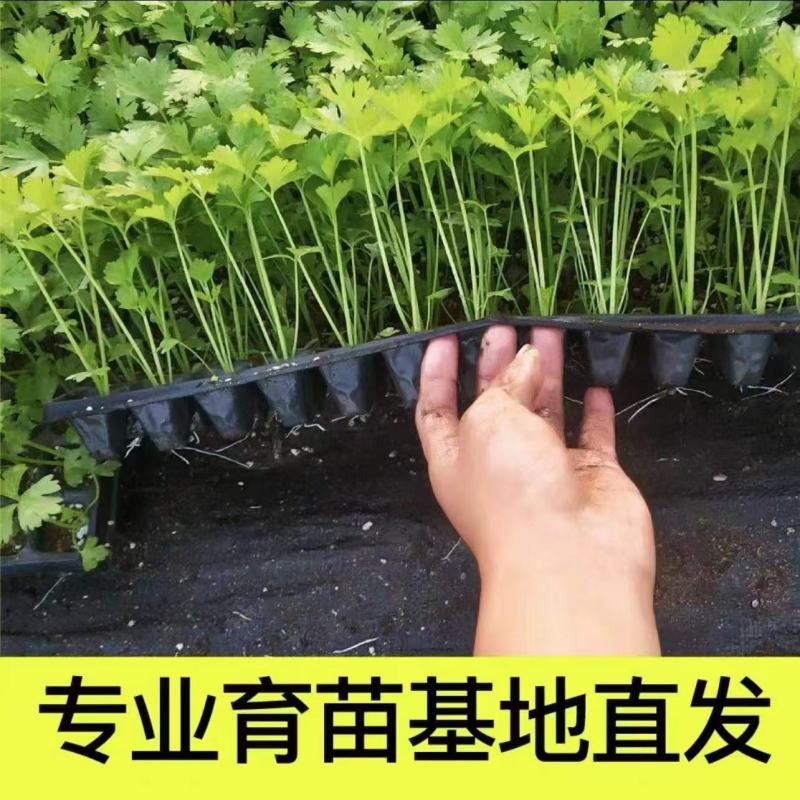 芹菜苗优质芹菜苗基地直发提供技术全国发货欢迎咨询