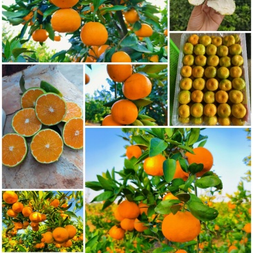 湖北枝江早熟蜜橘无籽薄皮汁多皮毛光滑规格齐全欢迎咨询