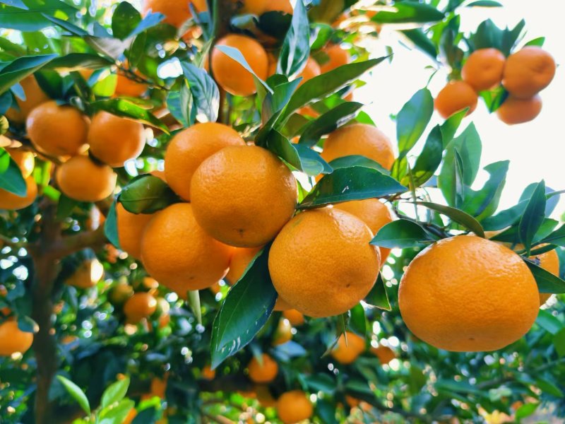 湖北枝江早熟蜜橘无籽薄皮汁多皮毛光滑规格齐全欢迎咨询