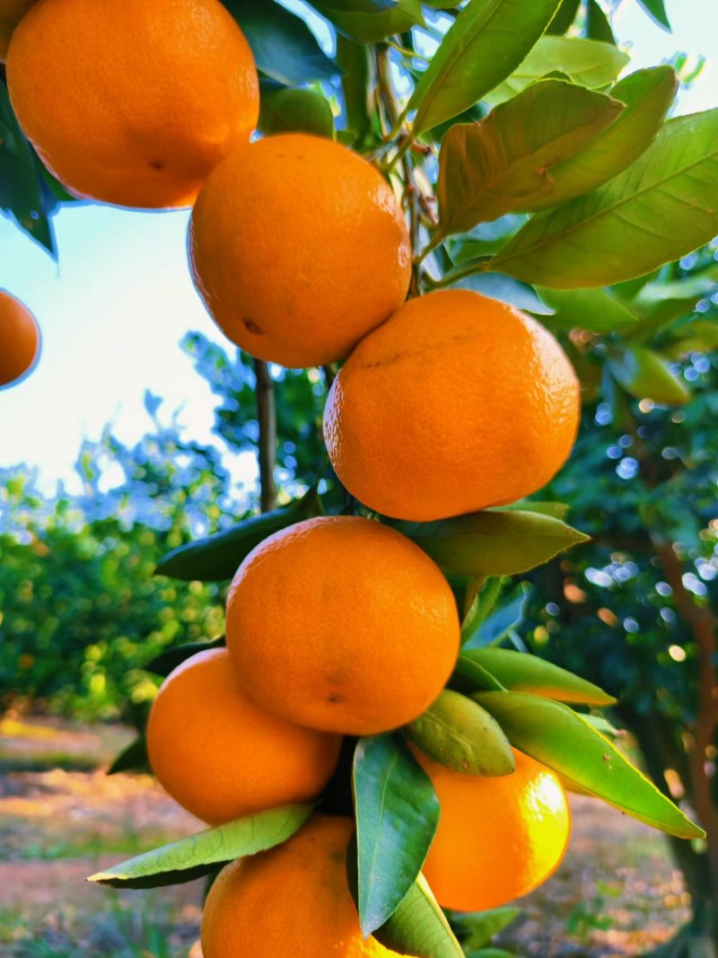 湖北枝江早熟蜜橘无籽薄皮汁多皮毛光滑规格齐全欢迎咨询
