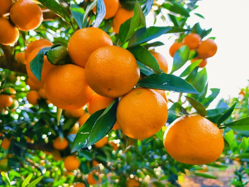 湖北枝江早熟蜜橘无籽薄皮汁多皮毛光滑规格齐全欢迎咨询